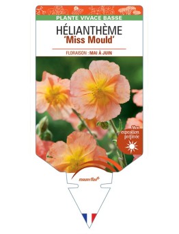 Hélianthème Miss Mould