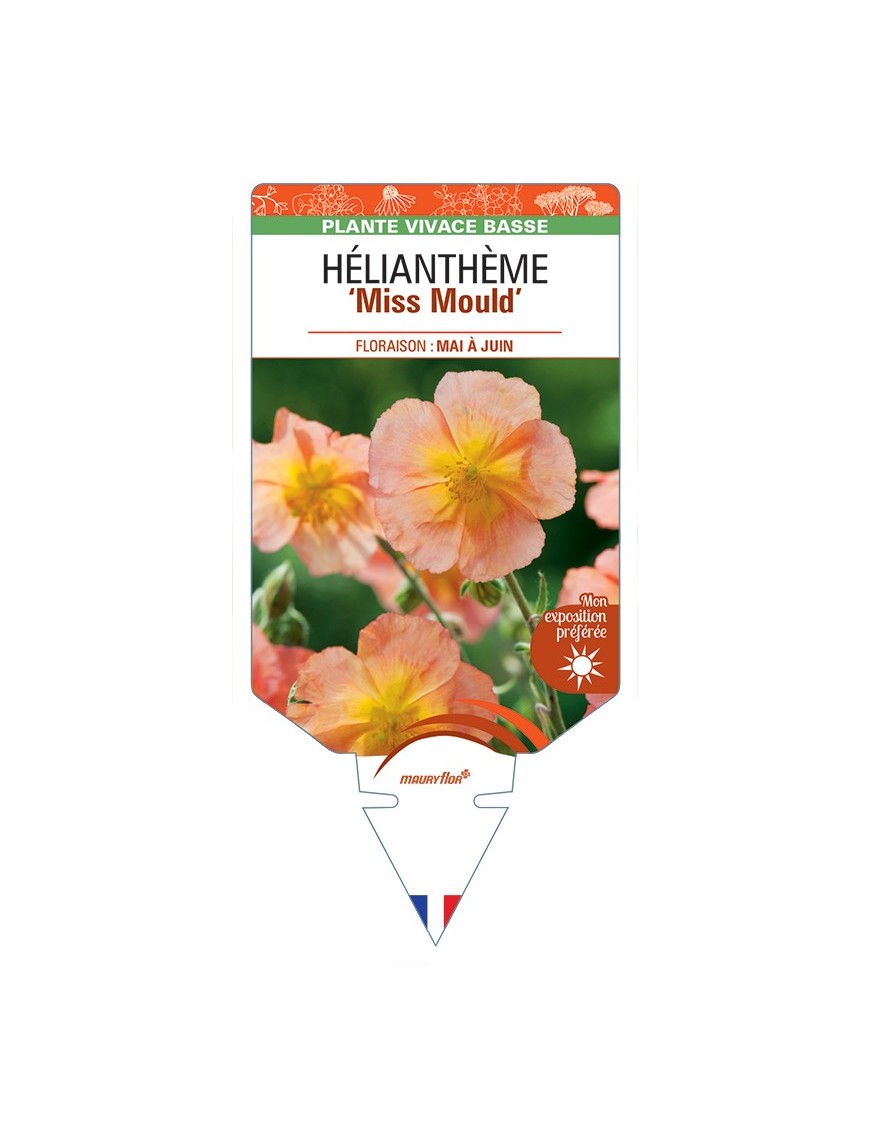 Hélianthème Miss Mould