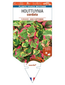 HOUTTUYNIA cordata *