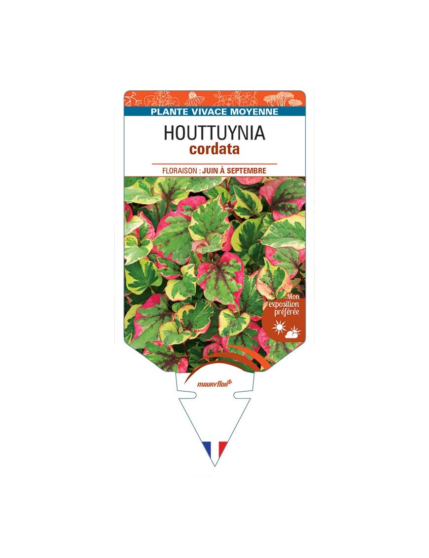 HOUTTUYNIA cordata *
