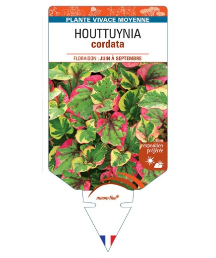 HOUTTUYNIA cordata *