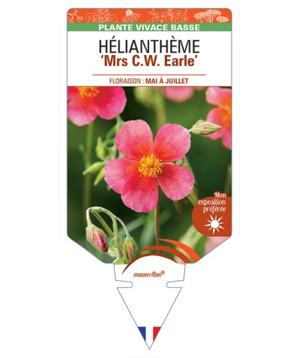 HELIANTHEMUM Mrs C.W. Earle