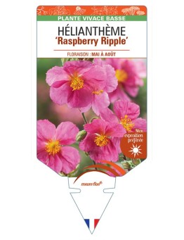Hélianthème RASPBERRY RIPPLE