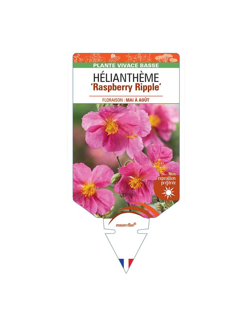 Hélianthème RASPBERRY RIPPLE