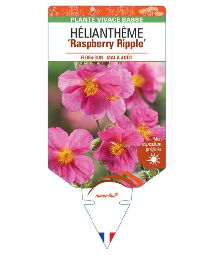 Hélianthème RASPBERRY RIPPLE