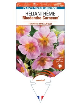 Hélianthème Rhodanthe Carneum