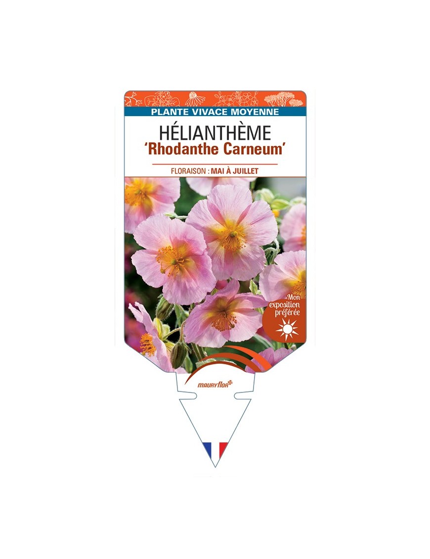 Hélianthème Rhodanthe Carneum