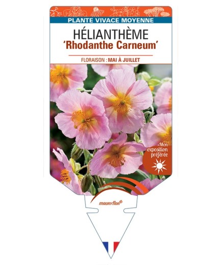 Hélianthème Rhodanthe Carneum
