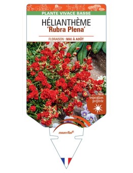 HELIANTHEMUM RUBRA PLENA