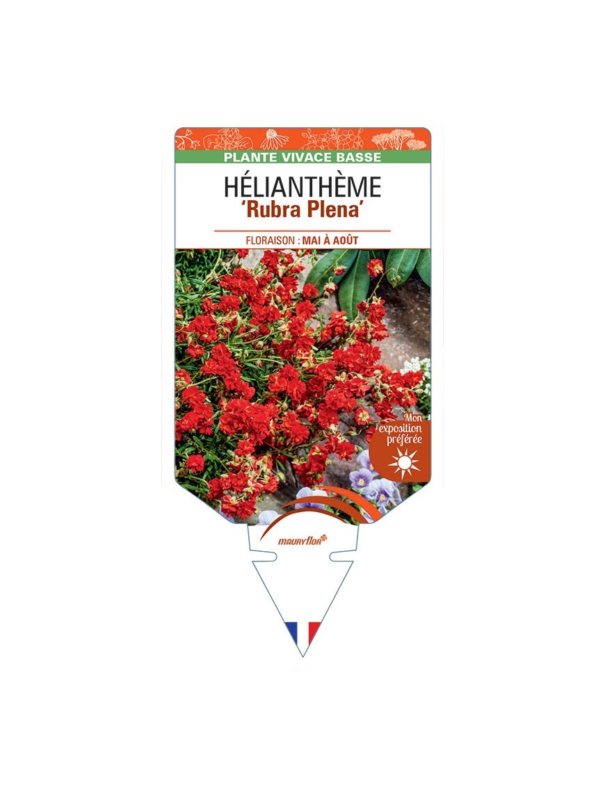 Hélianthème RUBRA PLENA