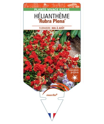 Hélianthème RUBRA PLENA