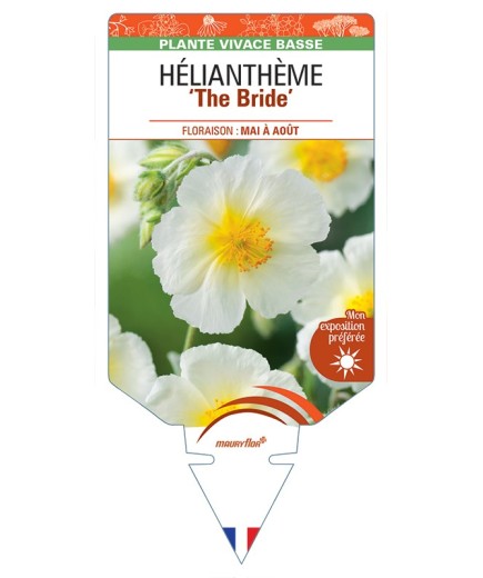 Hélianthème The Bride