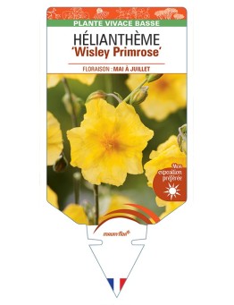 Hélianthème Wisley Primrose