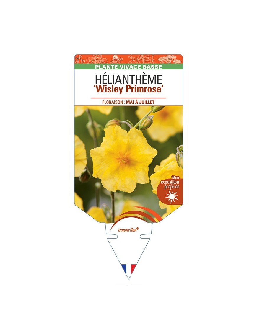 Hélianthème Wisley Primrose