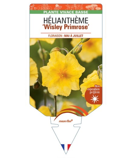 Hélianthème Wisley Primrose