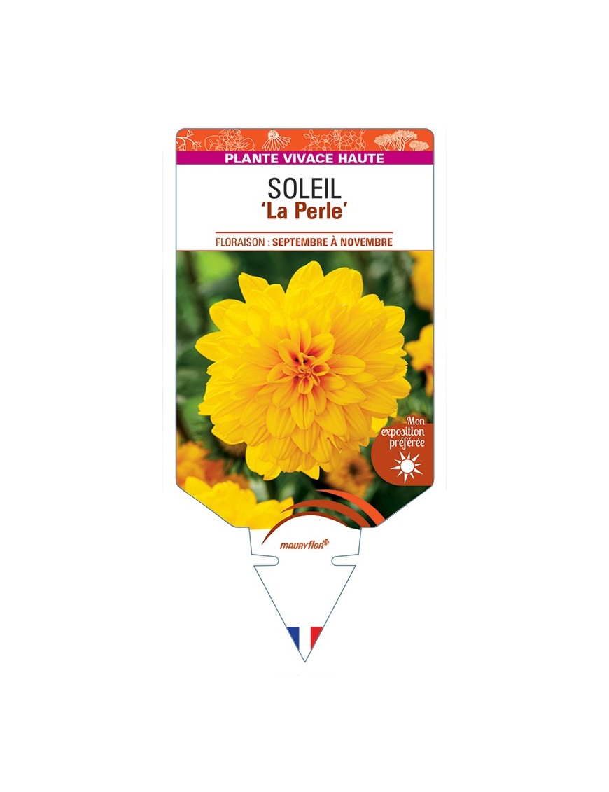 HELIANTHUS decapetalus La Perle voir Soleil