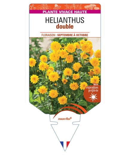 HELIANTHUS DOUBLE (jaune)