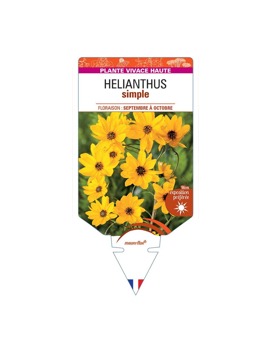 HELIANTHUS SIMPLE (jaune)