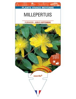HYPERICUM calycinum voir MILLEPERTUIS