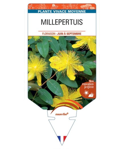 HYPERICUM calycinum voir MILLEPERTUIS
