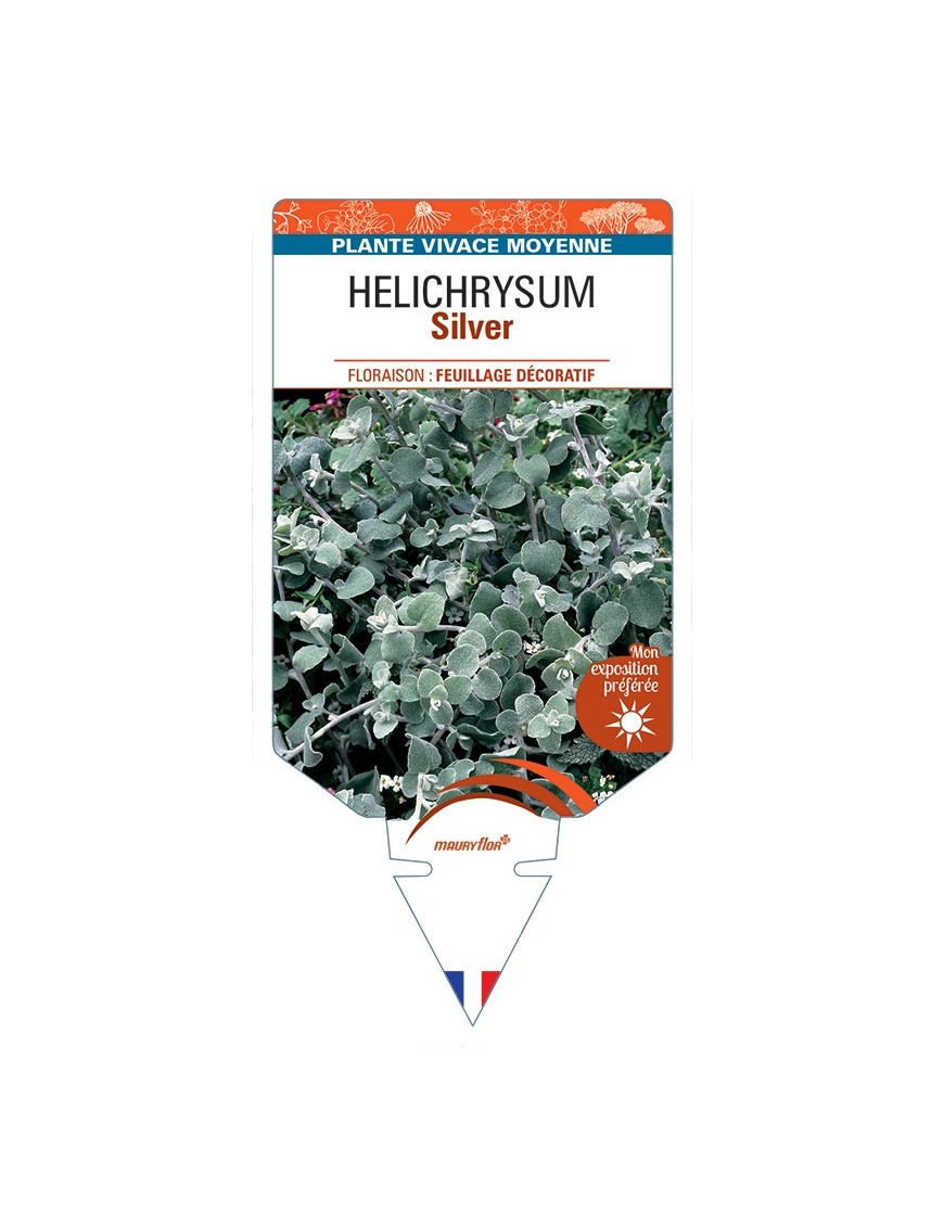 HELICHRYSUM (petiolare) Silver