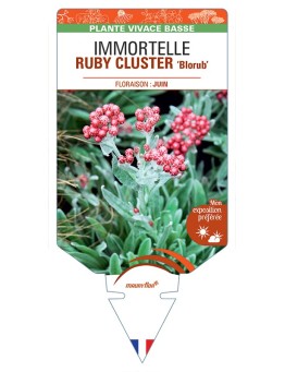 HELICHRYSUM amorginum RUBY CLUSTER Blorub voir Immortelle