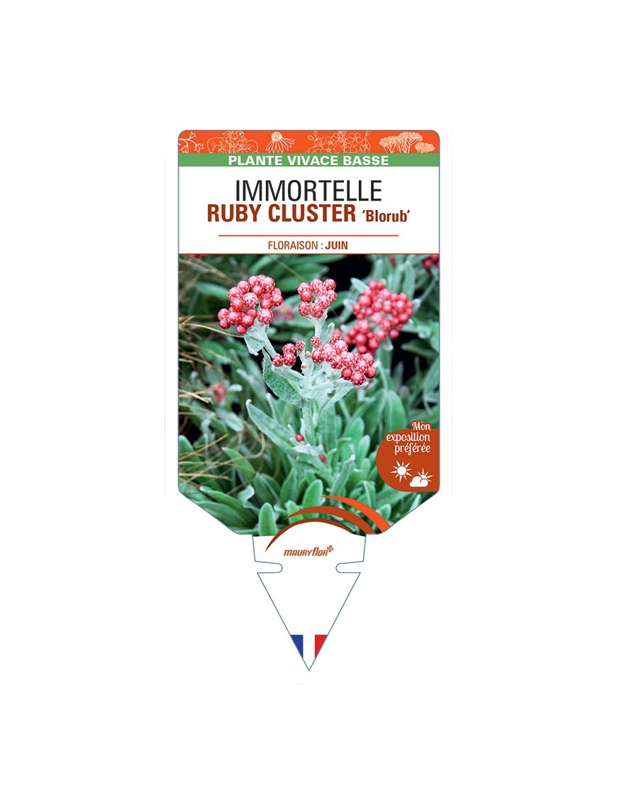 HELICHRYSUM amorginum RUBY CLUSTER Blorub voir Immortelle