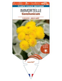 HELICHRYSUM tianshanicum voir Immortelle