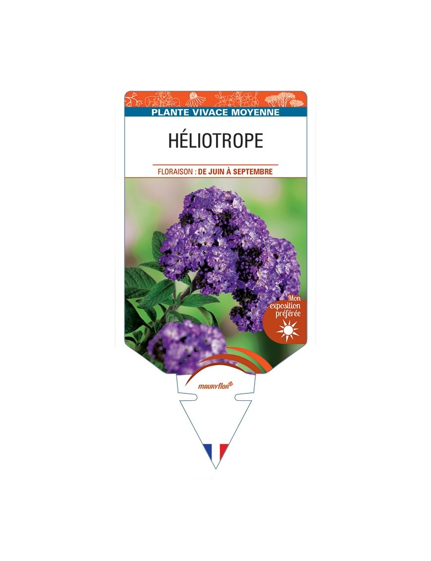 HÉLIOTROPE