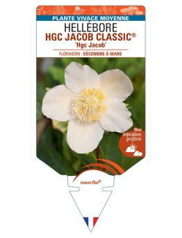 HELLEBORUS (niger) HGC JACOB CLASSIC® Hgc Jacob