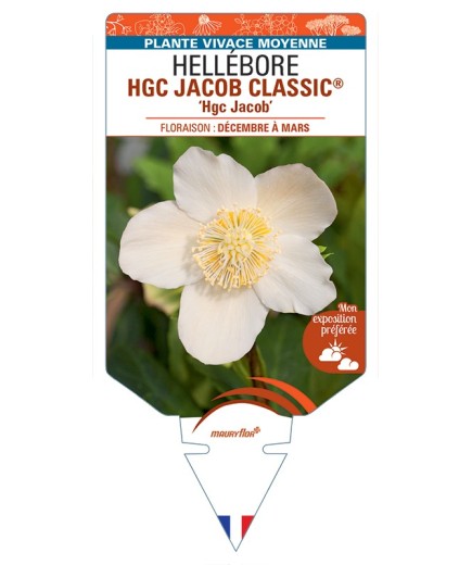 HELLEBORUS (niger) HGC JACOB CLASSIC® Hgc Jacob