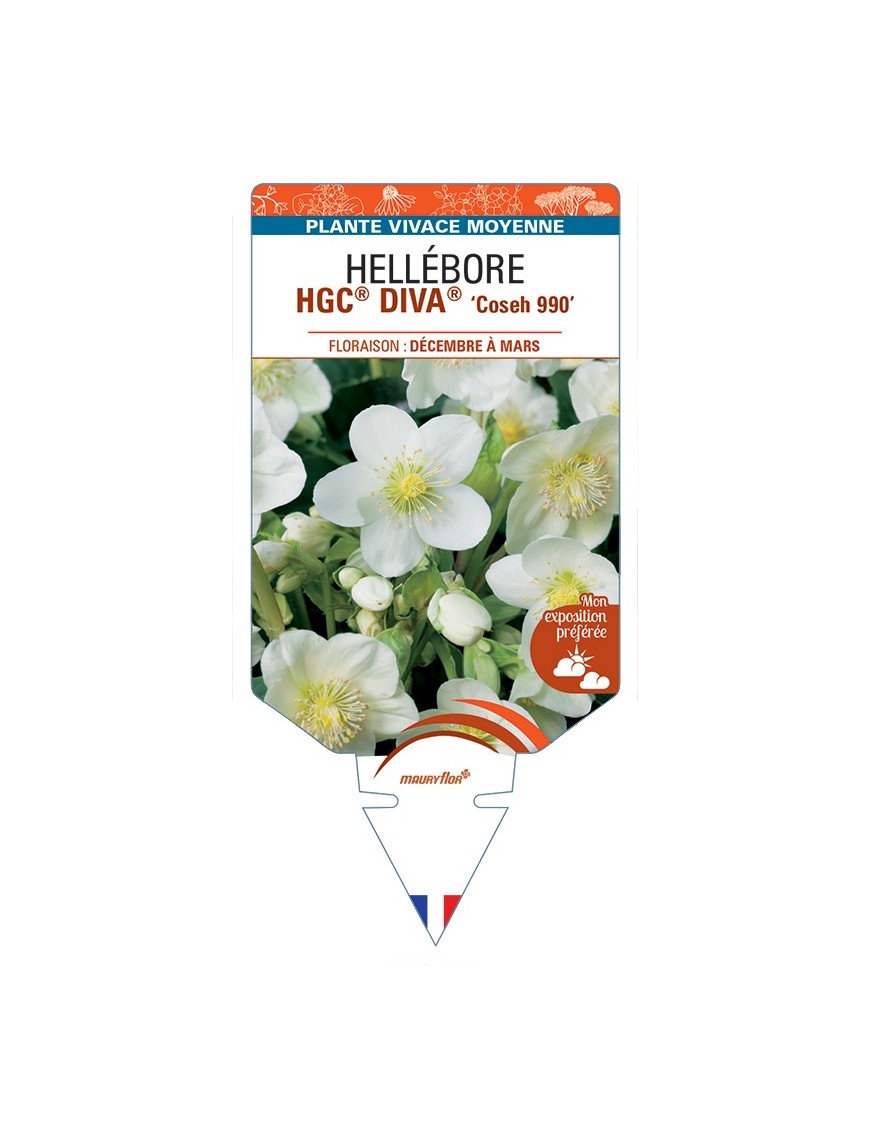 HELLEBORUS (niger) HGC® DIVA® Coseh 990
