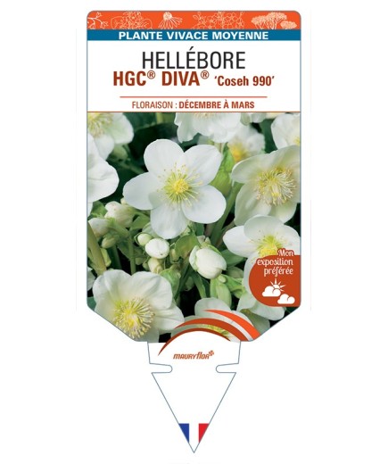 HELLEBORUS (niger) HGC® DIVA® Coseh 990