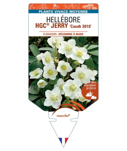 HELLEBORUS (niger) HGC® JERRY Coseh 3010