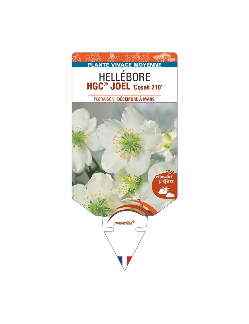 HELLEBORUS (niger) HGC® JOEL Coseh 210