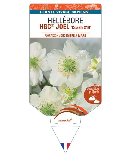HELLEBORUS (niger) HGC® JOEL Coseh 210