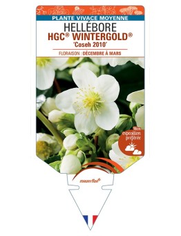 HELLEBORUS (niger) HGC® WINTERGOLD® Coseh 2010