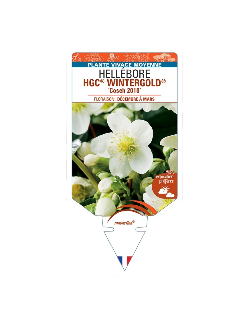 HELLEBORUS (niger) HGC® WINTERGOLD® Coseh 2010