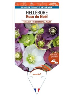 HELLEBORUS (rose) de Noël