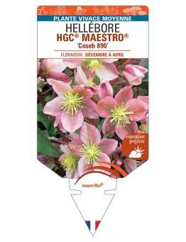 HELLEBORUS (x ballardiae) HGC® MAESTRO® Coseh 890