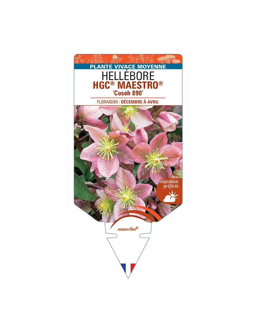 HELLEBORUS (x ballardiae) HGC® MAESTRO® Coseh 890