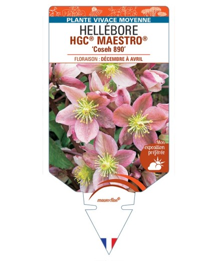 HELLEBORUS (x ballardiae) HGC® MAESTRO® Coseh 890