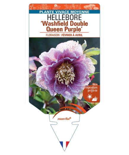 HELLEBORUS (x hybridus) Washfield Double Queen Purple