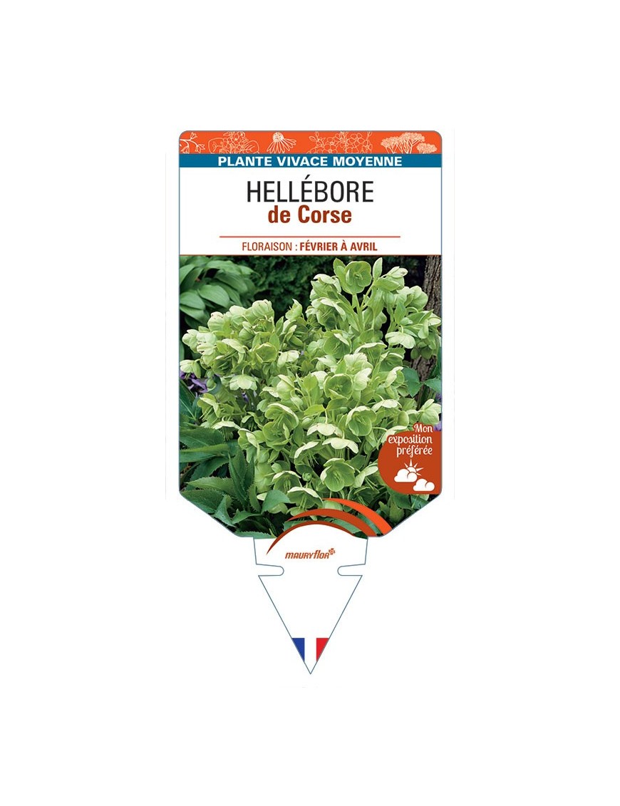 HELLEBORUS CORSICUS DE CORSE