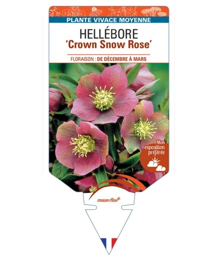 HELLEBORUS Crown Snow Rose