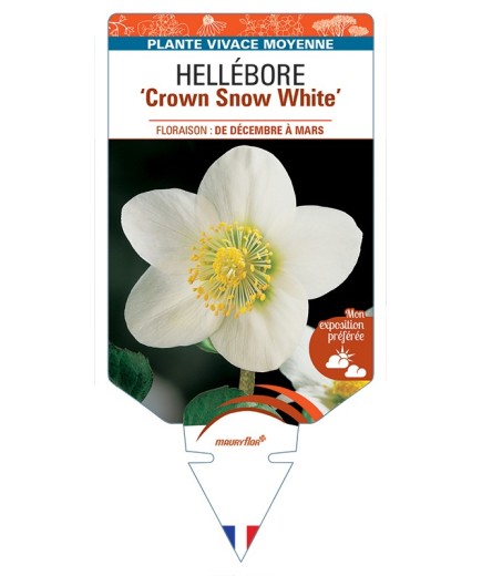 HELLEBORUS Crown Snow White