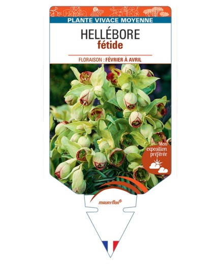 HELLEBORUS FOETIDUS FÉTIDE