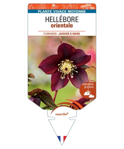 HELLEBORUS orientalis (noir)