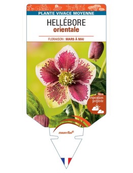 HELLEBORUS orientalis (rose moucheté blanc, rose ou rouge)