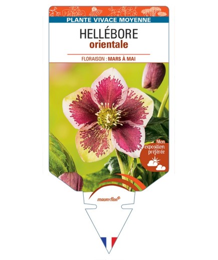 HELLEBORUS orientalis (rose moucheté blanc, rose ou rouge)